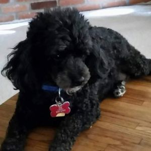 Meet your Posher, Donna